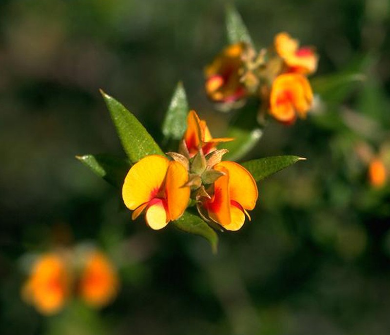 Mirbelia subcordata