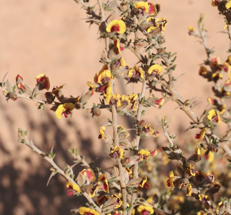 Mirbelia trichocalyx