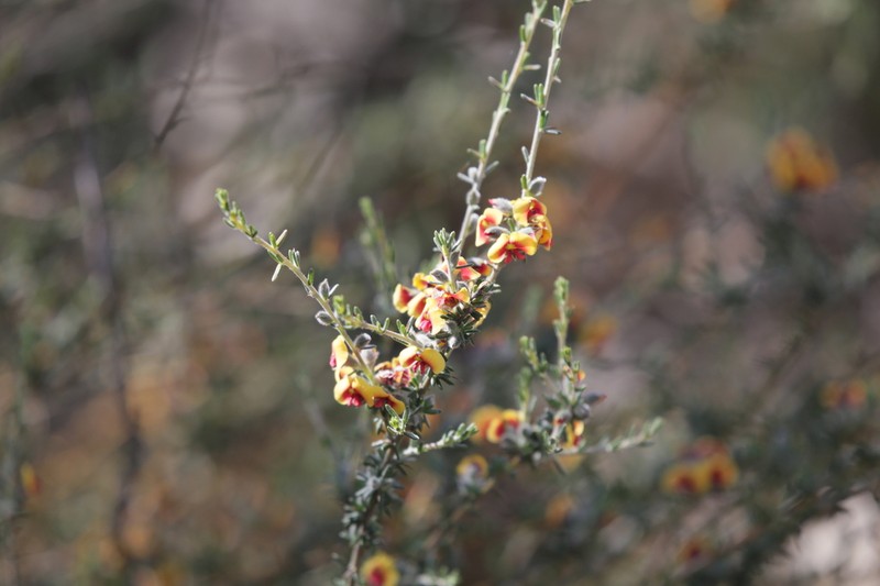 Mirbelia trichocalyx photo 2