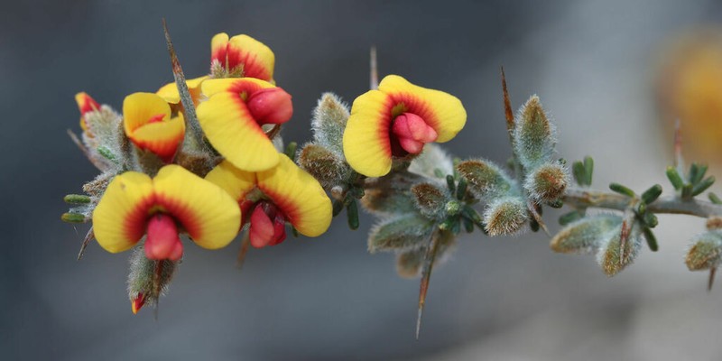 Mirbelia trichocalyx photo 3