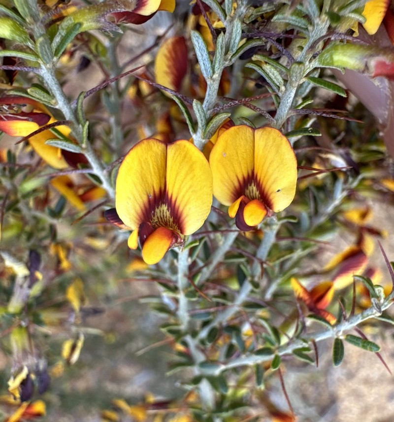 Mirbelia trichocalyx photo 4