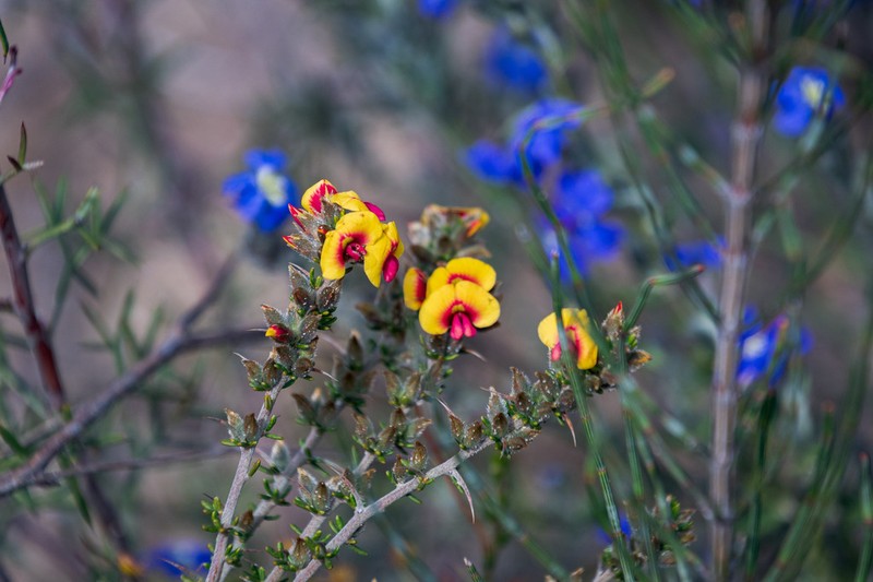 Mirbelia trichocalyx photo 5