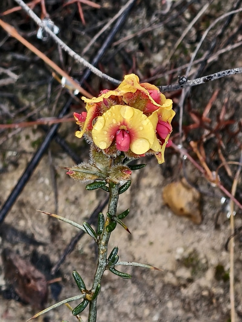 Mirbelia trichocalyx photo 6