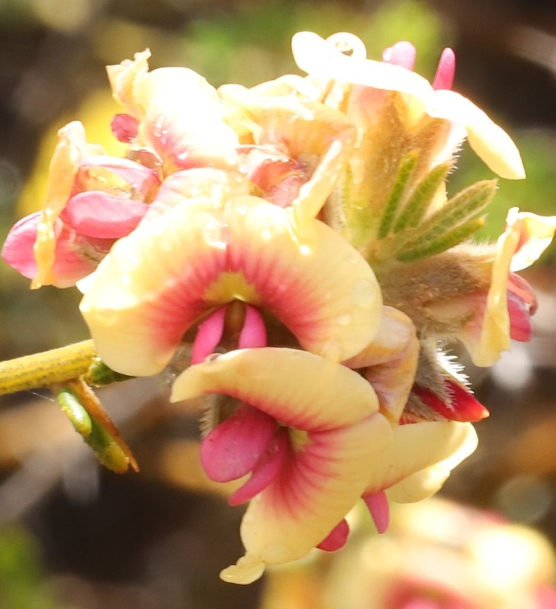Mirbelia trichocalyx photo 7