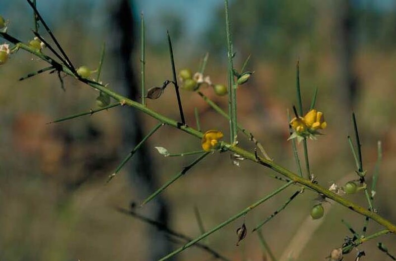 Mirbelia viminalis