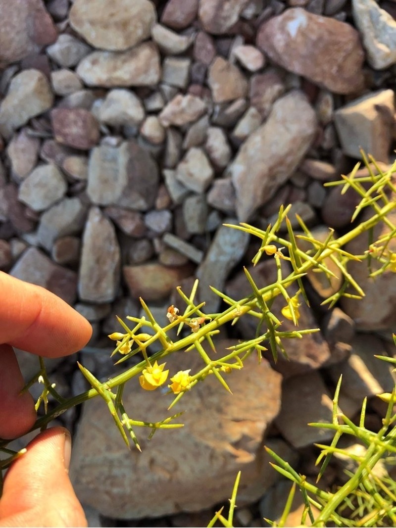 Mirbelia viminalis photo 2