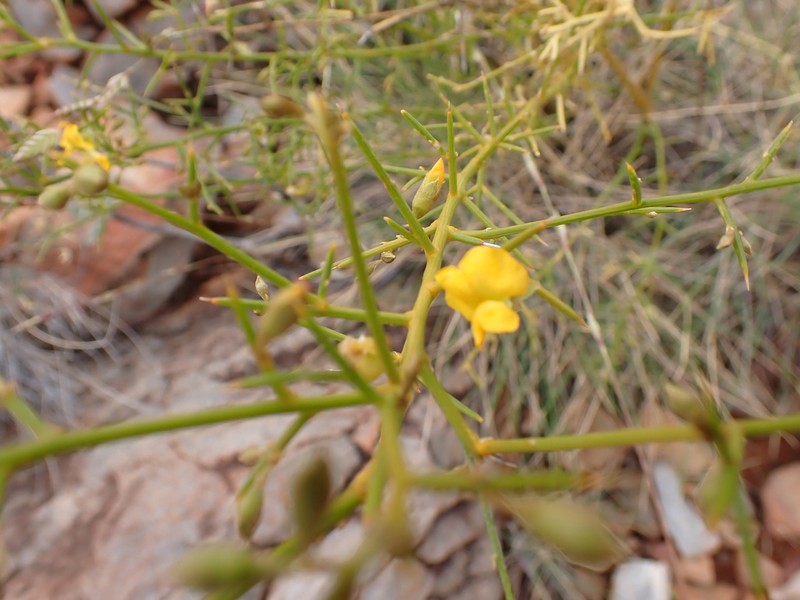 Mirbelia viminalis photo 4