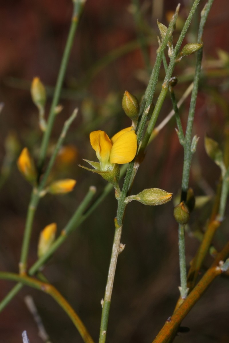 Mirbelia viminalis photo 5