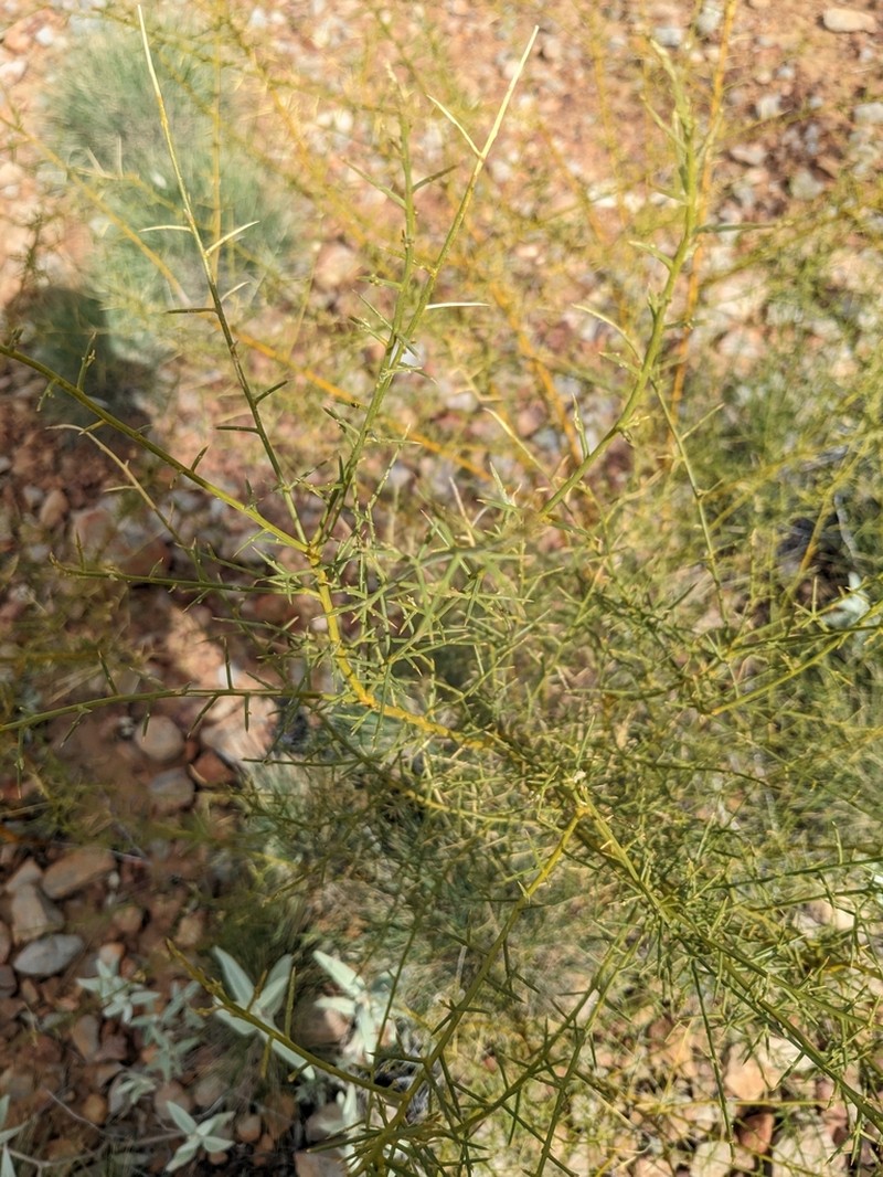 Mirbelia viminalis photo 6