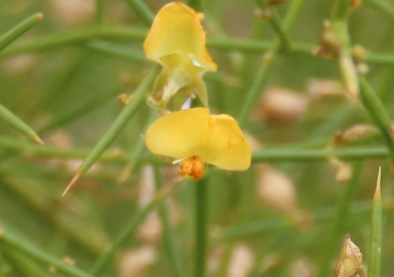 Mirbelia viminalis photo 7