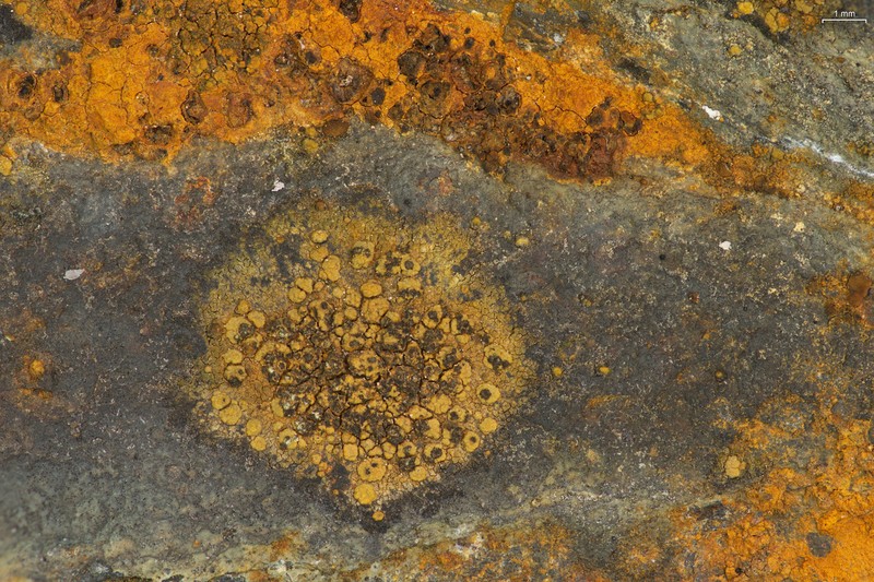 Miriquidica atrofulva