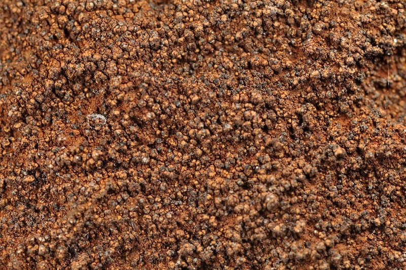 Miriquidica atrofulva photo 3