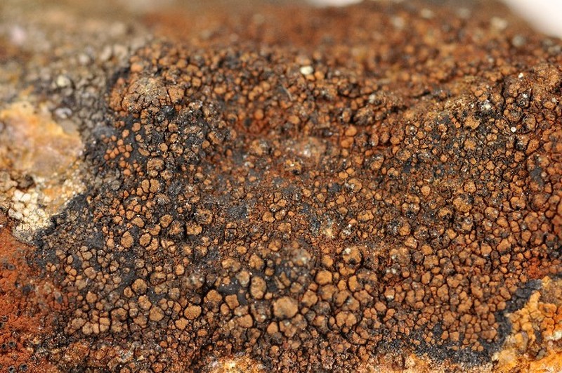 Miriquidica atrofulva photo 5