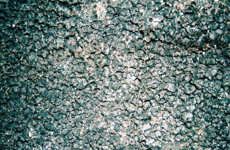 Miriquidica Lichen photo 2