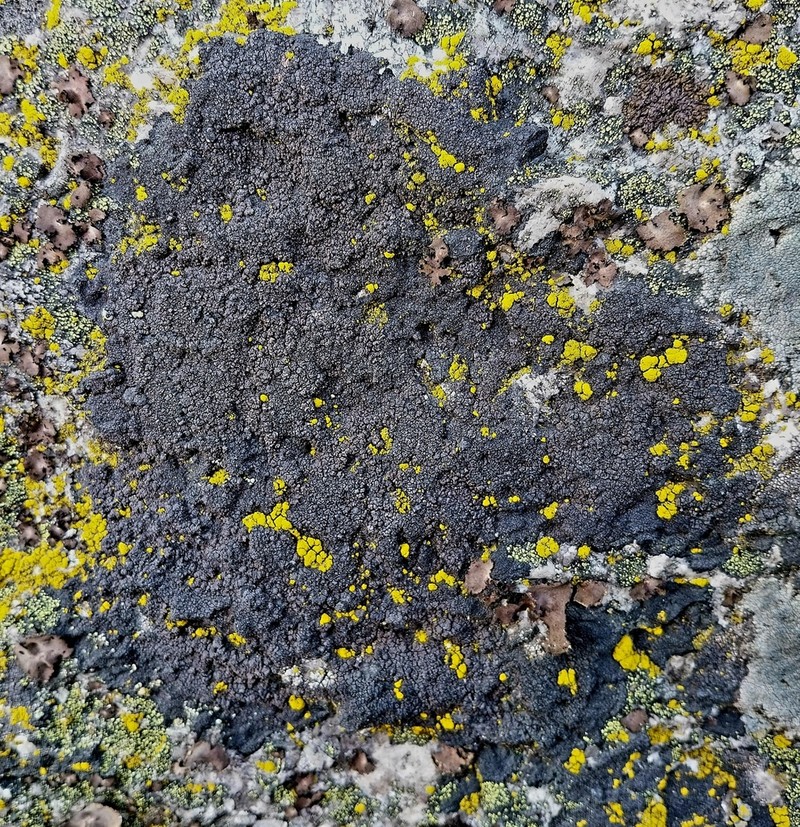 Miriquidica Lichen photo 5