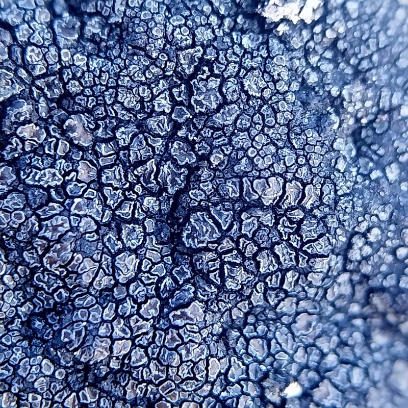 Miriquidica Lichen photo 6