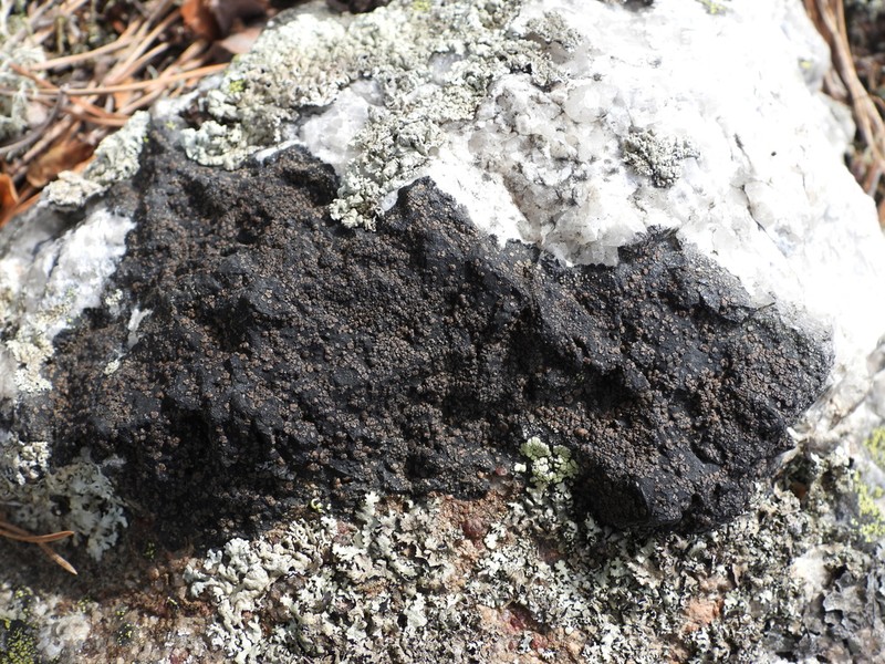 Miriquidica Lichen photo 7