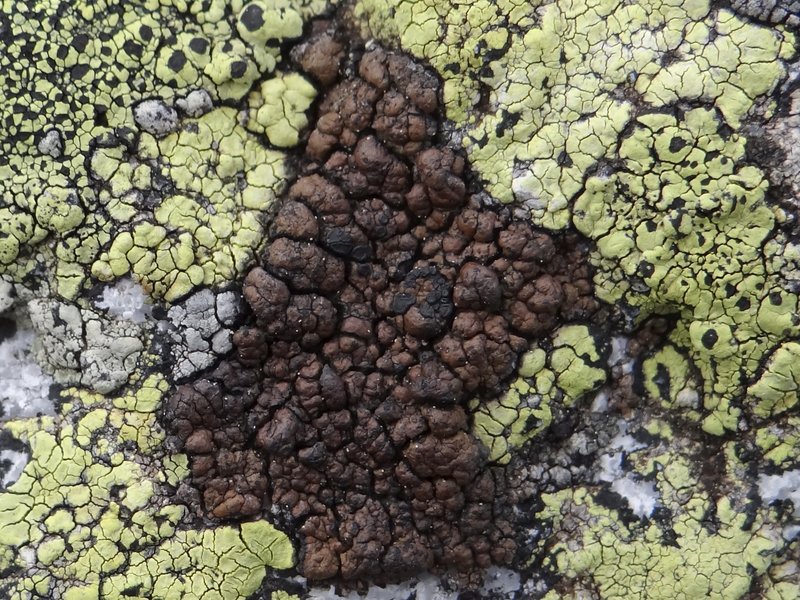 Garovagl's Miriquidica Lichen