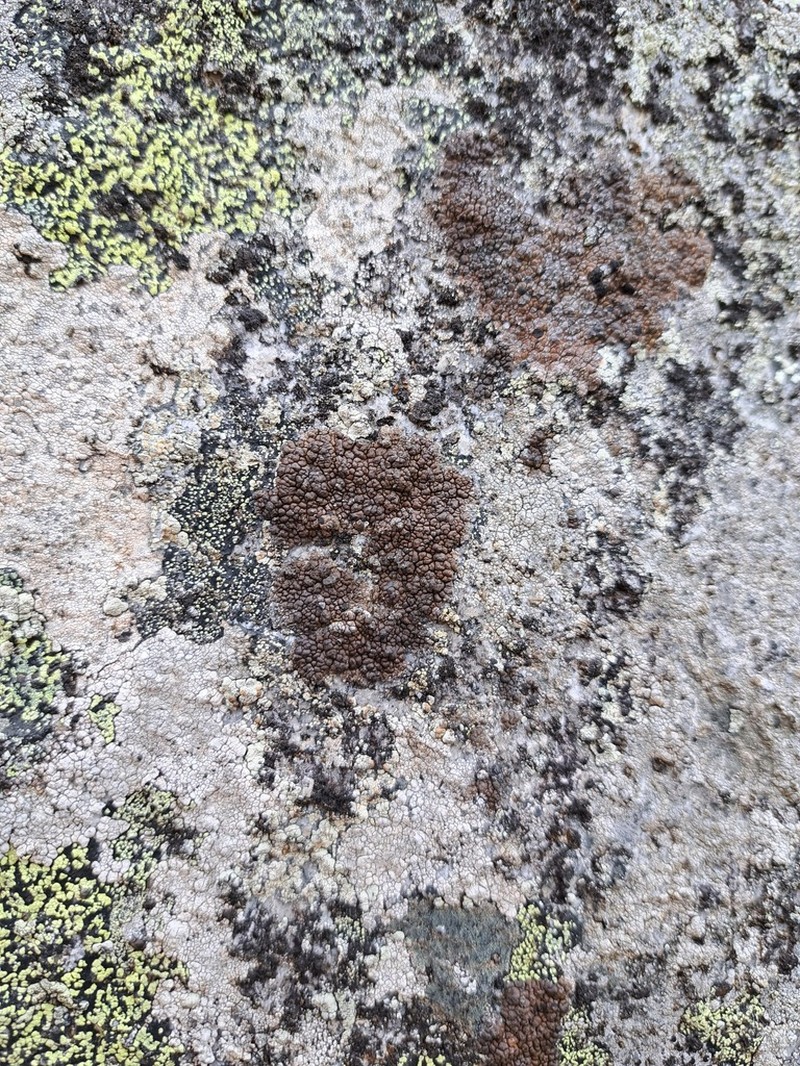 Garovagl's Miriquidica Lichen