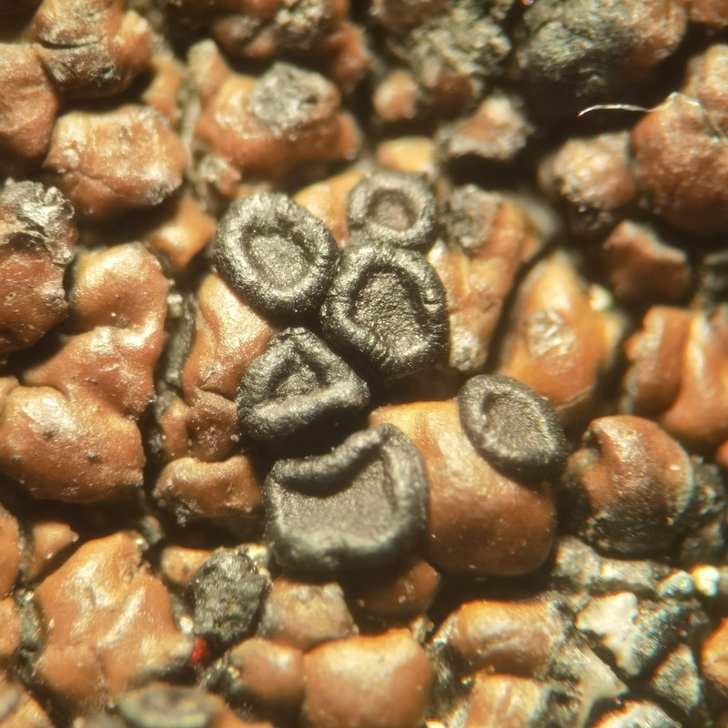 Garovagl's Miriquidica Lichen photo 2
