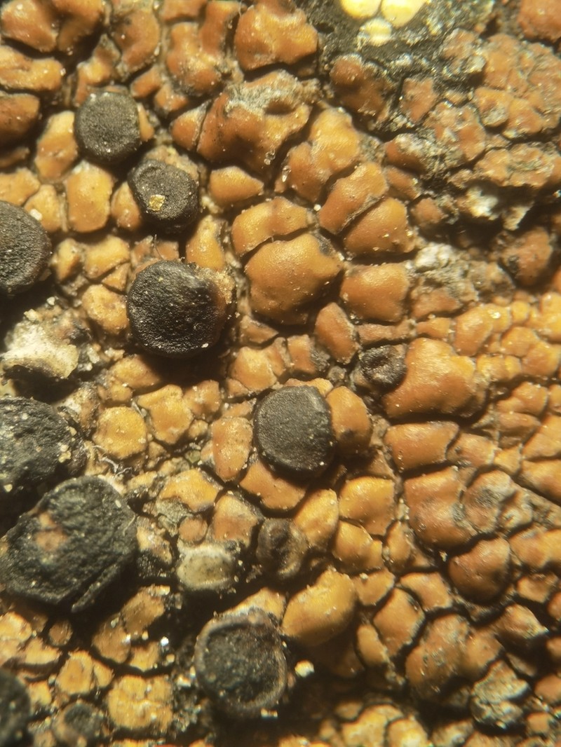 Garovagl's Miriquidica Lichen photo 3