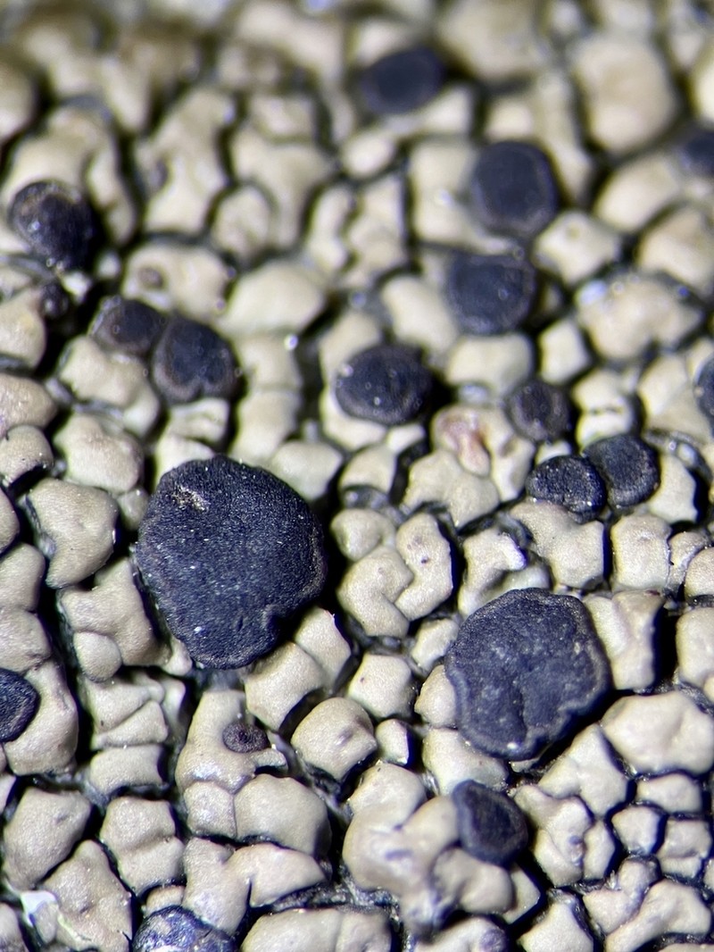 Garovagl's Miriquidica Lichen photo 4