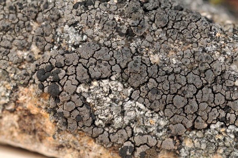 Miriquidica Lichen