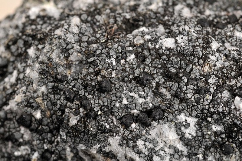 Miriquidica Lichen photo 3