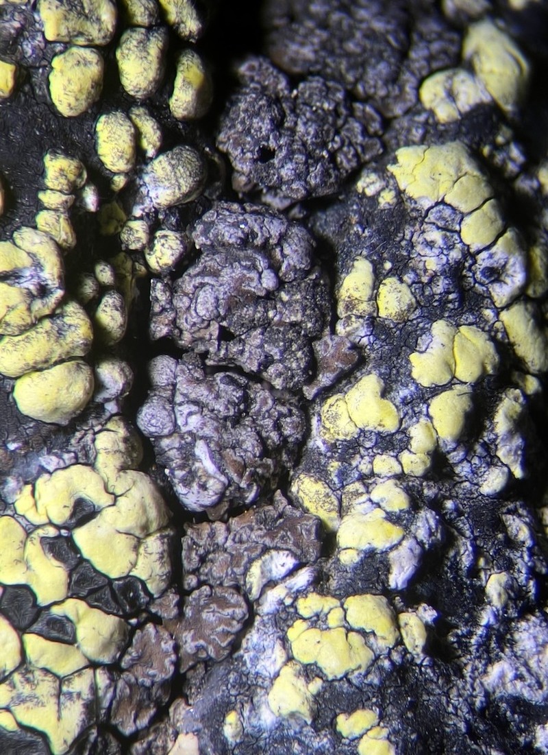Miriquidica Lichen