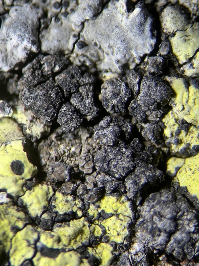 Miriquidica Lichen photo 2