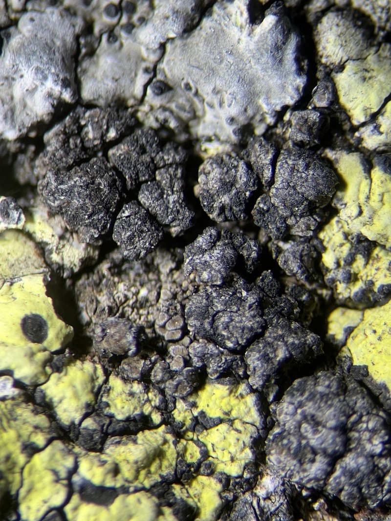 Miriquidica Lichen photo 3
