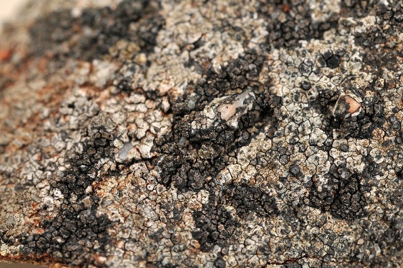 Miriquidica Lichen photo 5