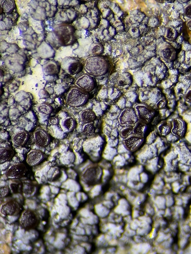 Miriquidica Lichen
