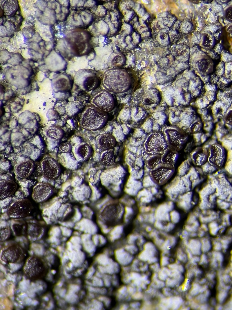 Miriquidica Lichen photo 2
