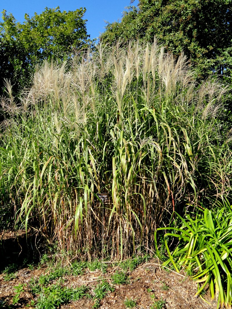 Pacific Island Silvergrass
