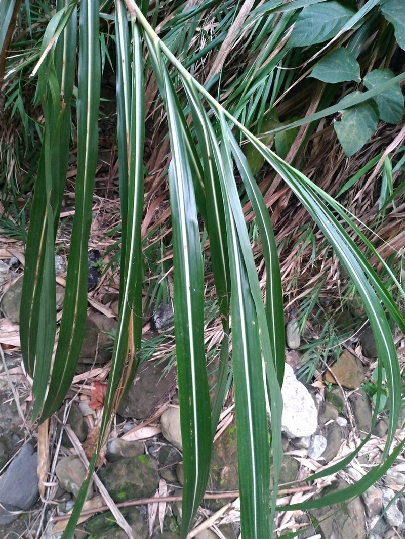 Pacific Island Silvergrass photo 2