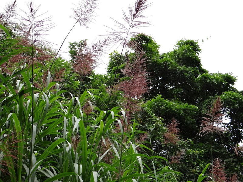 Pacific Island Silvergrass photo 4