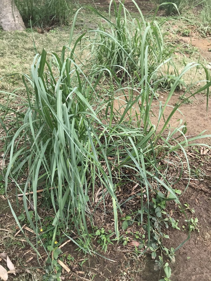 Pacific Island Silvergrass photo 6