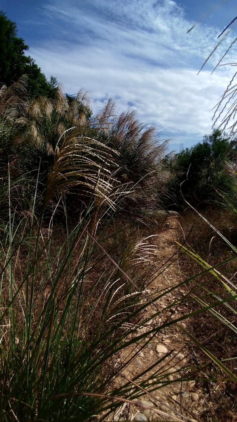 Pacific Island Silvergrass photo 7