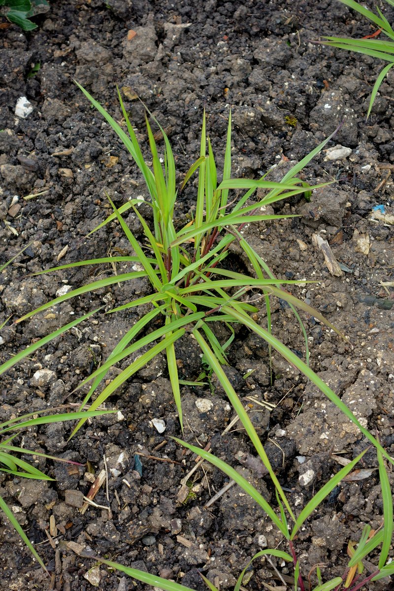 Miscanthus nepalensis