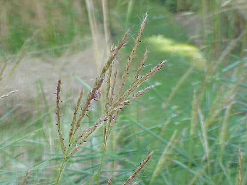 Small Japanese Silver Grass