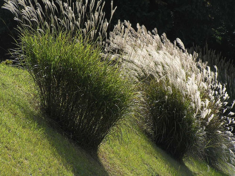 Chinese Silvergrass