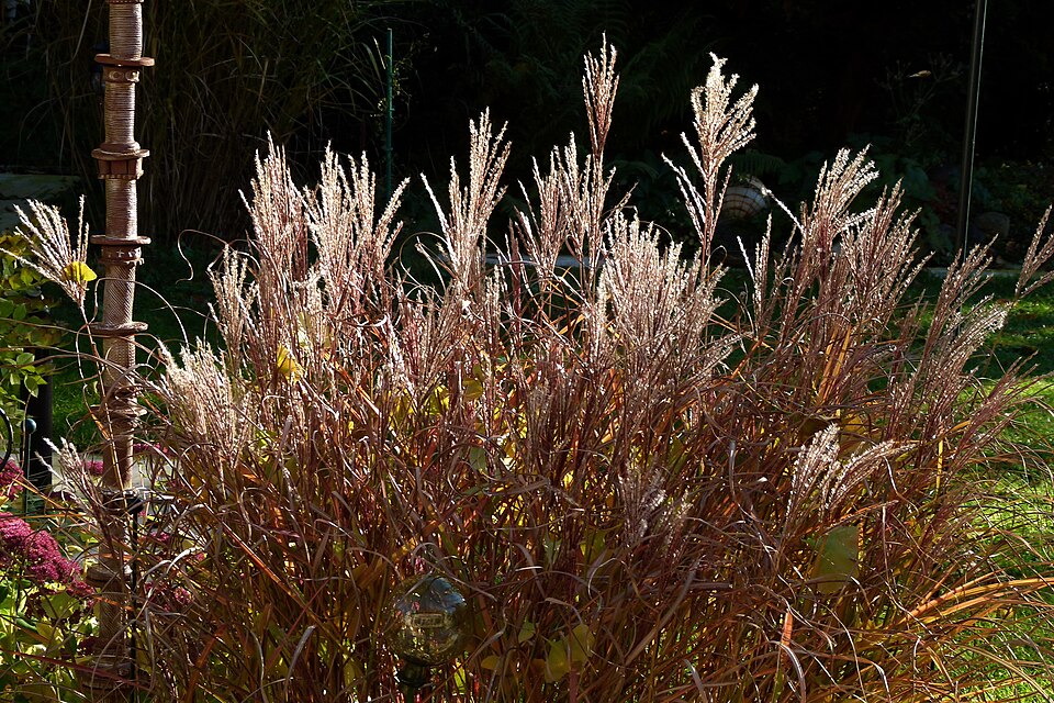 Chinese Silvergrass photo 2