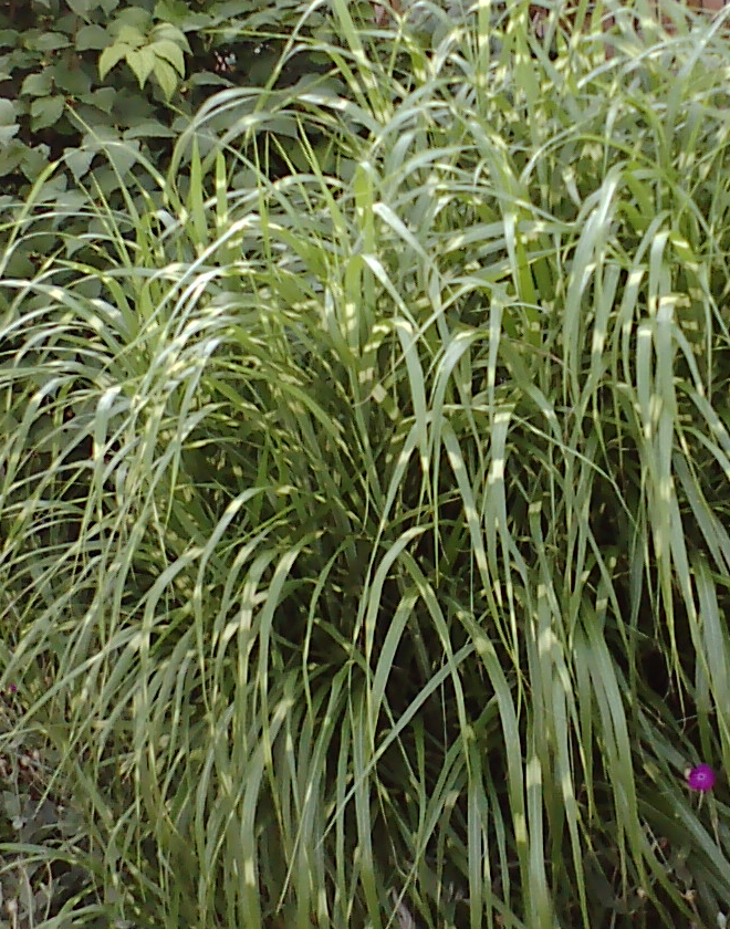 Chinese Silvergrass photo 3