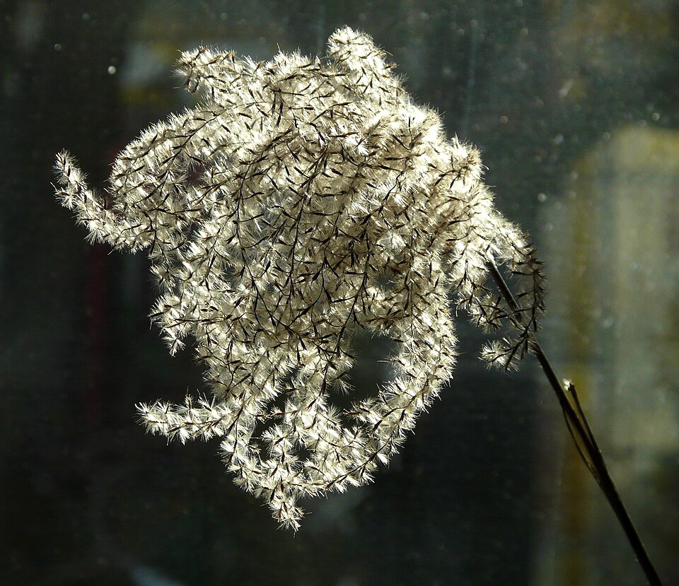 Chinese Silvergrass photo 4