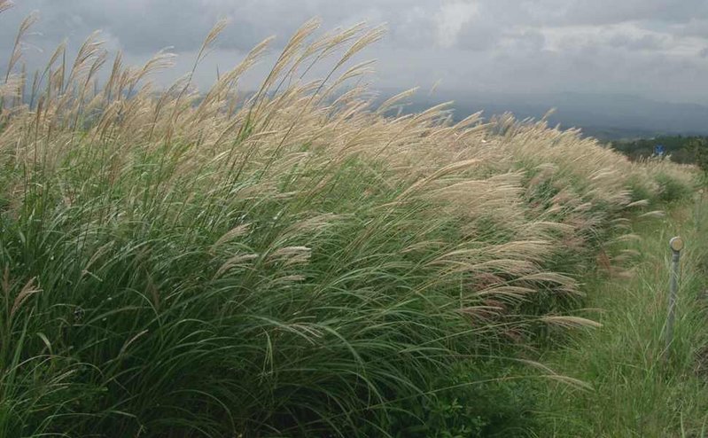 Chinese Silvergrass photo 5