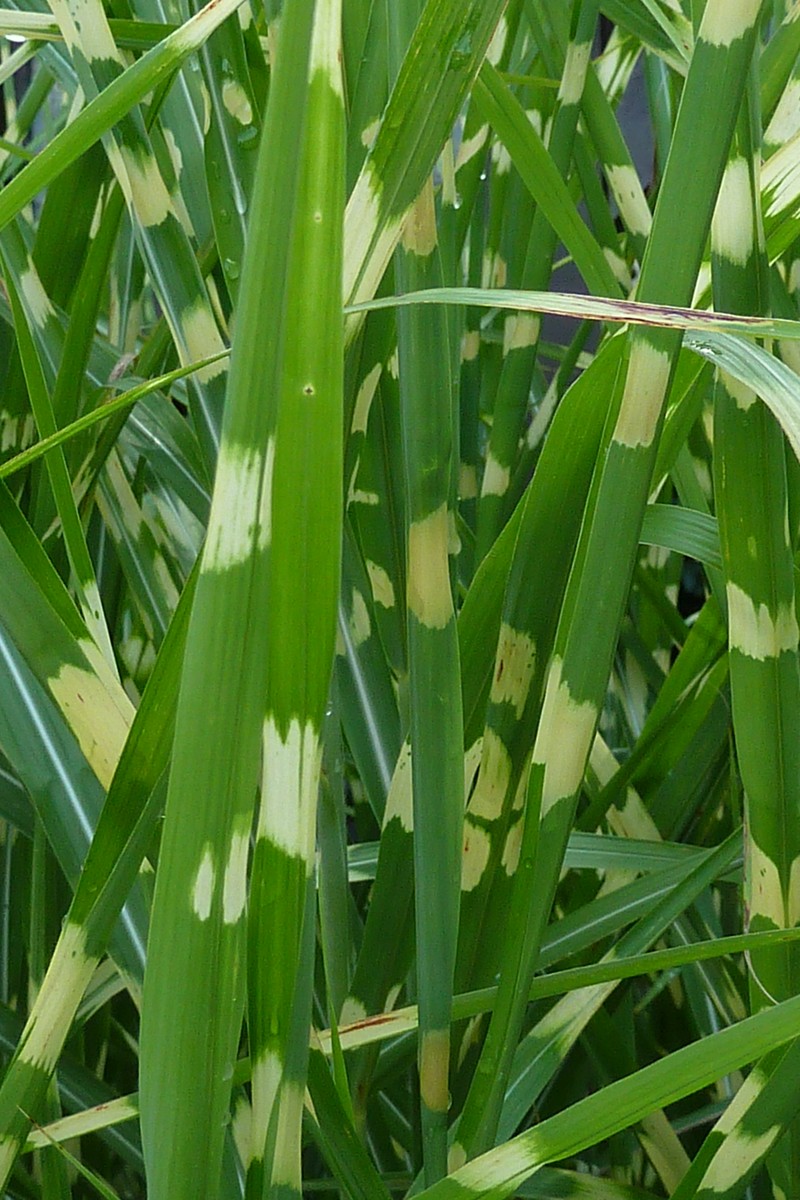 Chinese Silvergrass photo 6