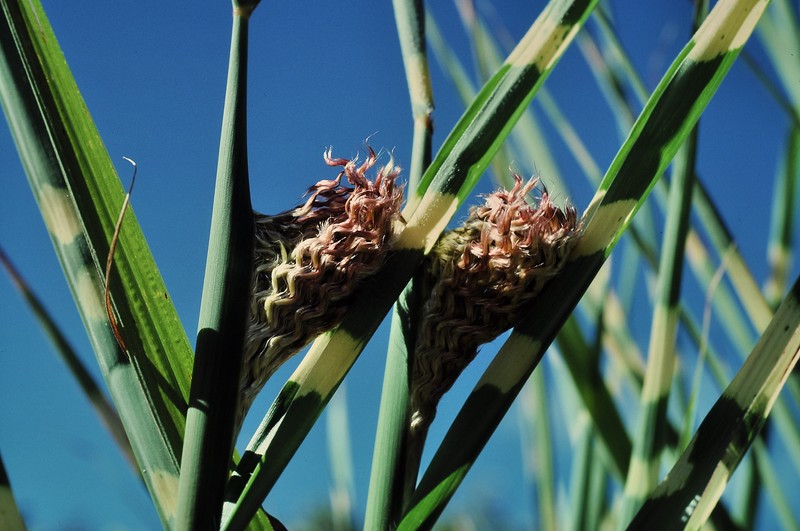 Chinese Silvergrass photo 7