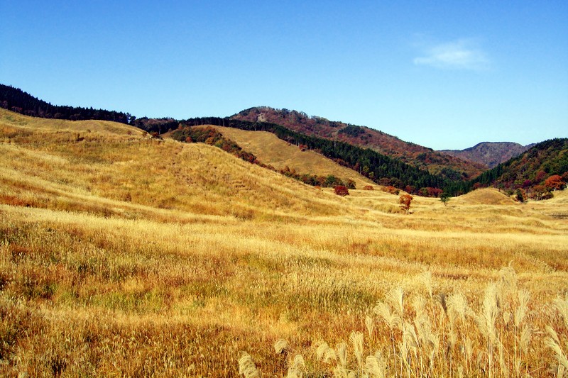 Chinese Silvergrass photo 8