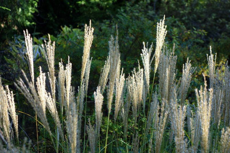 Silvergrass